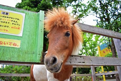 🐾 어린이 동물원 다카시마다이라 분원 (코도모 도부츠엔 다카시마다이라 분엔)